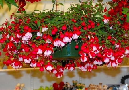 Fuchsia - white, blossoms, red, pot, petals, leaves