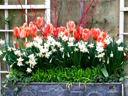 Spring Flowers - window, blossoms, daffodils, tulips, colors