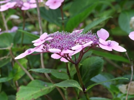 Hydrangea - garden, petals, bush, blossom, leaves