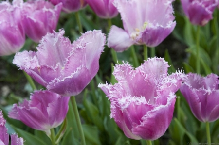 Purple Tulips - blossoms, petals, leaves, garden, spring