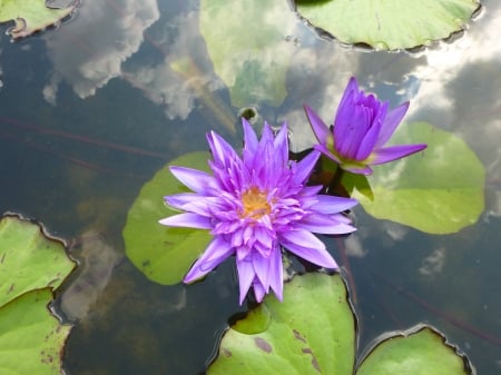 Blue Lotus - water, blossom, bud, petals, leaves