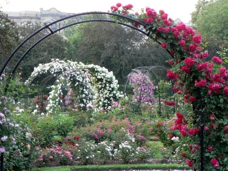 rose garden trellises - garden, roses, nature, trellises