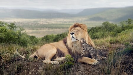 tenderness friendship - tenderness, cats, lion, friendship, cat, animals