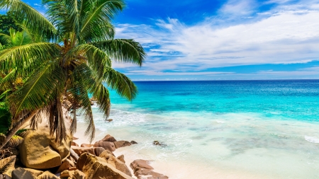 Summer Beach - plam trees, shore, sand, beach