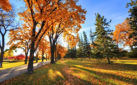 field - nature, fun, trees, cool, field