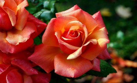 Dazzling Roses - nature, roses, beautiful, orange, flowers