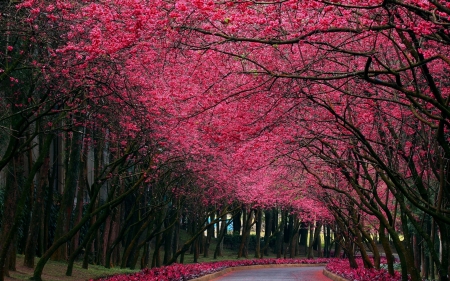 springtime road - tree, road, flower, spring