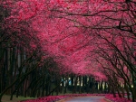 springtime road