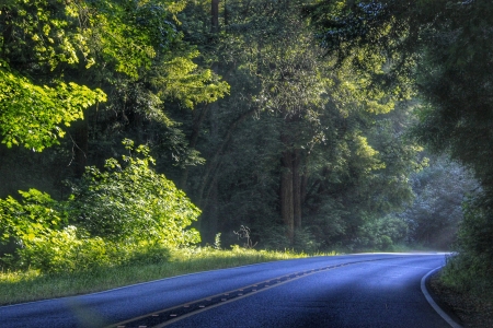 Country Road, - nature, pathway, lush, trees, road