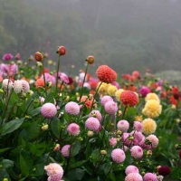 Fog Over Dahlias