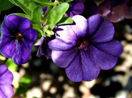 Debs Garden 8 - blooms, petal, purple, flowers