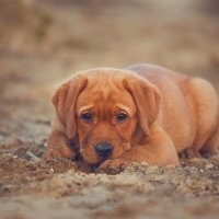 Man's Best Friend