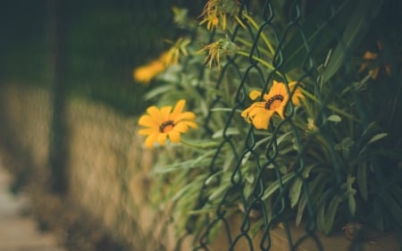 Macro Flowers - nature, tree, flowers, grass