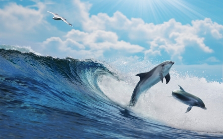 Dolphin - animal, dolphin, wave, nature