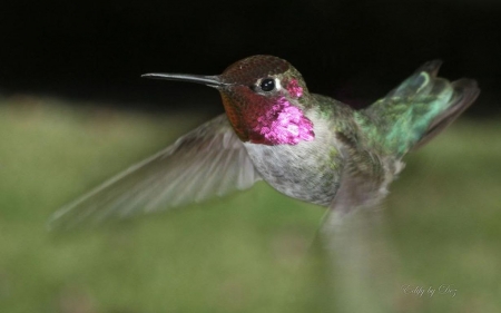 Flying diamond VI. - abstract, birds, photography, wilderness, wild animals, nature, hummingbird, animals, wildlife, wild, wallpaper