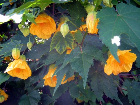 Abutilon - gatden, blossoms, yellow, petals, leaves