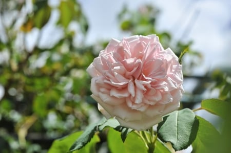 Garden Rose - leaves, plant, blossom, petals