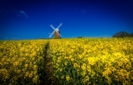 Rape Field - flowers, blossoms, yellow, windmill