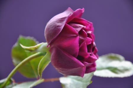 Dark Red - rose, petals, blossom, leaves