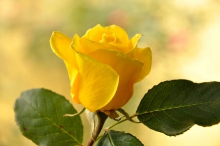 Garden Rose - leaves, blossom, yellow, petals