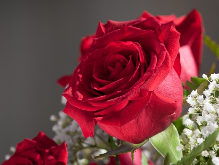 Rose from Bouquet - white, red, petals, blossom, gypsophila