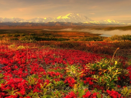 Red Flowers and Snowy Mountain - sky, flowers, mountain, clouds