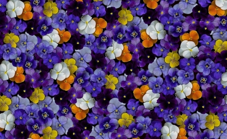 Pretty Pansies