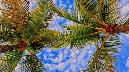 Palm Leaves - leaves, sky, trees, clouds