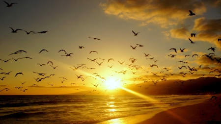 flock of sea birds over a beach at sunset - beach, sunset, sea, birds