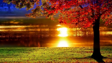 Lakeside Sunset - nature, lake, trees, reflection, sunset, grass