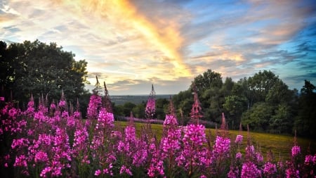 purple flowers at sunset - purple, forest, meadow, clouds, flowers, sunset