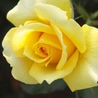 one yellow rose