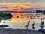 ducks and geese on a lake at sunset hdr