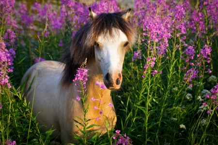 Horse in Lavender Field - field, horse, lavender, beautiful