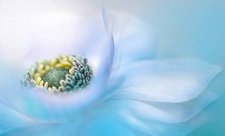 Blue Daisy - Nature, Flowers, Lovely, Daisy, Blue