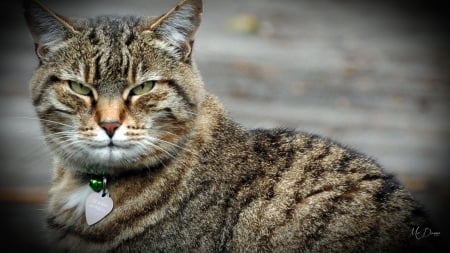 Sam Kitty - pet, feline, loveable, tabby, Sam, green eyes, cat