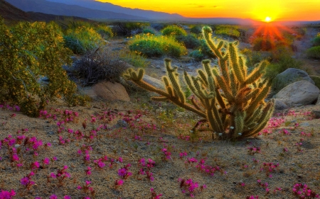 superlative desert sunset hdr - flowers, sunset, desert, cacti, hdr