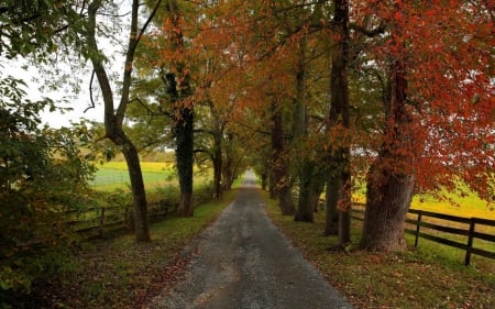 Path to freedom - path, tree, nature, freedom