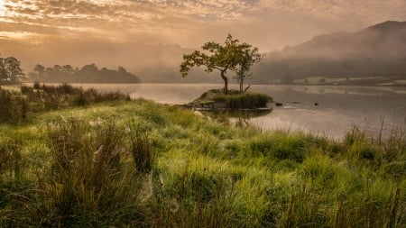 Tree - sky, lake, river, fog, tree, nature, mist