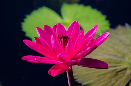 Pink Lily - water, blossom, petals, waterlily, leaves