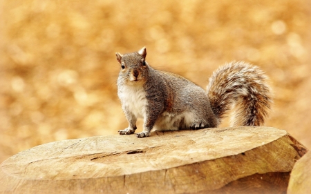 Squirrel - nut, animal, Squirrel, tail