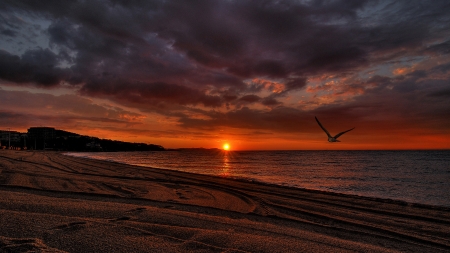 magnificent sunset hdr - bird, clouds, beach, sunset, sea, hdr