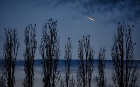 shooting star - shootin star, trees, night, birds