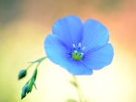 Blue Flower