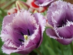 Purple Tulips