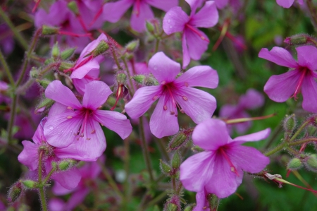 Geranium Palmatum - blossoms, petals, plant, leaves, garden