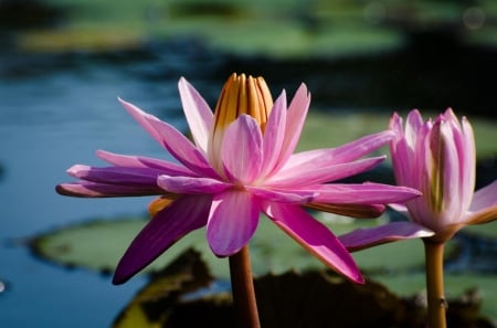 Pink Lily - blossoms, pond, waterlily, petals, leaves