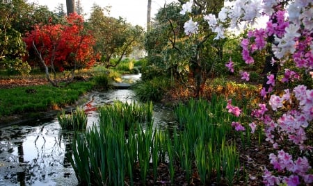 Flower Park - blossoms, water, creek, trees, colors