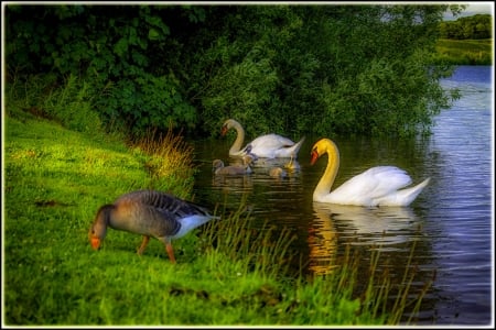 FAMILY DAYS OUT - lake, spring, birds, swans