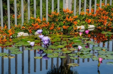 Flowers - lotus, blossoms, waterlilies, blue, pond, fence